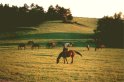 Sommerabend auf der Koppel