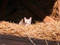 Unsere Katzen nehmen ein Sonnenbad auf dem Heuboden