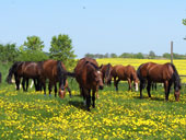 Pferdeherde beim Grasen auf der Weide
