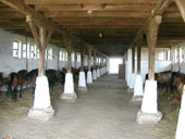 Blick durch die Stallgasse