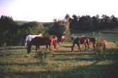 Abendlicher Koppelgang